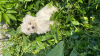 Photo №4. I will sell maltese dog in the city of Бердянск.  - price - 300$