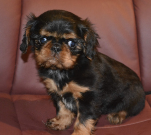 Photo №4. I will sell cavalier king charles spaniel in the city of Москва. breeder - price - 665$