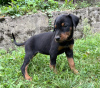 Photo №3. Doberman puppies - workline (socialized/pre-trained). Serbia