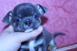 Photo №3. Blue chihuahua puppies. Russian Federation