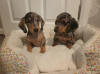 Photo №3. 2 female mini dachshunds. United Kingdom