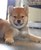 Additional photos: Shiba Inu puppies