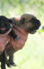 Photo №1. cane corso - for sale in the city of Vršac | negotiated | Announcement № 64321