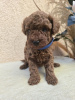 Additional photos: TOY Red Poodles - Puppies for sale