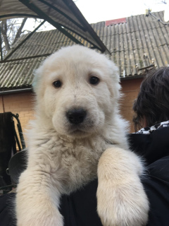 Additional photos: Central Asian Shepherd Dog. Puppies
