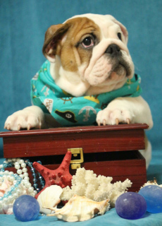 Photo №4. I will sell english bulldog in the city of Москва.  - price - negotiated