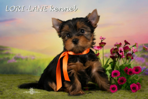 Photo №3. Yorkshire Terrier Puppies. Russian Federation