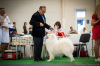 Photo №2. Mating service samoyed dog. Price - 538$