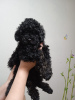 Photo №2 to announcement № 38567 for the sale of poodle (dwarf) - buy in Russian Federation private announcement