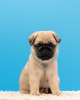 Photo №4. I will sell pug in the city of Москва. breeder - price - 1620$