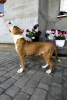 Photo №3. American Staffordshire Terrier. Russian Federation