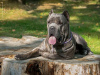 Photo №4. I will sell cane corso in the city of Kaliningrad. breeder - price - 1209$