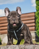 Additional photos: French bulldog puppies