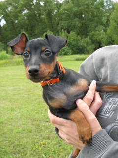 Photo №3. Miniature Pinscher Puppy Girl. Belarus