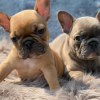 Photo №2 to announcement № 44531 for the sale of french bulldog - buy in Germany private announcement