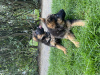 Photo №3. I am selling pedigree german shepherd puppies. Poland