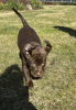 Photo №4. I will sell non-pedigree dogs in the city of Wilkanów. private announcement - price - 951$