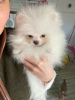 Photo №1. pomeranian - for sale in the city of Алкмар | Is free | Announcement № 8732