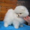 Photo №1. pomeranian - for sale in the city of Куопио | 350$ | Announcement № 111941