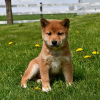 Photo №1. shiba inu - for sale in the city of Würzburg | Is free | Announcement № 118182