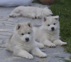 Additional photos: siberian husky puppy for sale