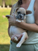 Photo №2 to announcement № 117548 for the sale of french bulldog - buy in Spain private announcement