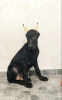 Photo №4. I will sell dobermann in the city of Belgrade. breeder - price - negotiated