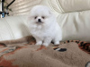 Photo №2 to announcement № 41712 for the sale of pomeranian - buy in Germany private announcement