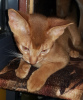 Additional photos: Abyssinian kitten for sale