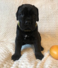 Photo №2 to announcement № 8933 for the sale of cane corso - buy in Russian Federation breeder
