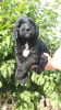 Photo №2 to announcement № 13999 for the sale of poodle (royal) - buy in Russian Federation from nursery