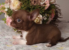Photo №3. Chihuahua Chocolate Mini Boy. Russian Federation