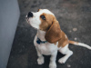 Photo №1. beagle - for sale in the city of Benapole | negotiated | Announcement № 11004