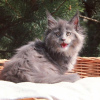 Additional photos: Maine coon kittens for sale