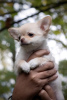 Photo №4. I will sell chihuahua in the city of Wrocław. private announcement - price - 1057$