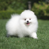 Photo №1. pomeranian - for sale in the city of Chemnitz | 350$ | Announcement № 118344