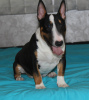 Photo №2 to announcement № 103654 for the sale of bull terrier - buy in Serbia breeder