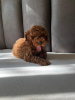 Additional photos: poodle