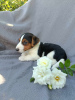 Photo №3. Standard Jack Russell Terrier JRT. Poland