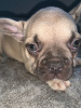 Photo №3. Trained French Bulldog available for Adoption. Germany