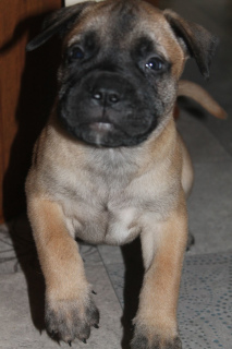 Photo №3. Bullmastiff puppies. Belarus