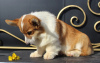 Photo №4. I will sell welsh corgi in the city of Москва. private announcement, from nursery, breeder - price - 651$