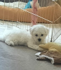 Photo №4. I will sell bichon frise in the city of Minsk. private announcement - price - 350$