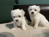 Photo №2 to announcement № 81743 for the sale of havanese dog - buy in Belgium private announcement