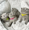 Photo №1. british shorthair - for sale in the city of Амстердам | negotiated | Announcement № 75722