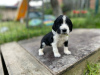 Photo №4. I will sell english springer spaniel in the city of Námestovo. breeder - price - 1268$