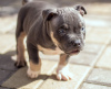 Photo №4. I will sell american bully in the city of Voronezh. breeder - price - 1380$
