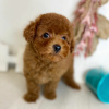 Photo №2 to announcement № 97545 for the sale of poodle (toy) - buy in Sweden private announcement