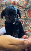 Additional photos: Toy Poodle puppies for sale