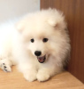 Photo №2 to announcement № 41590 for the sale of japanese spitz - buy in Poland private announcement